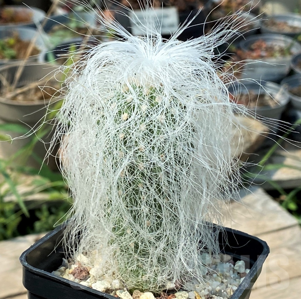 SHPR12797 Cephalocereus senilis