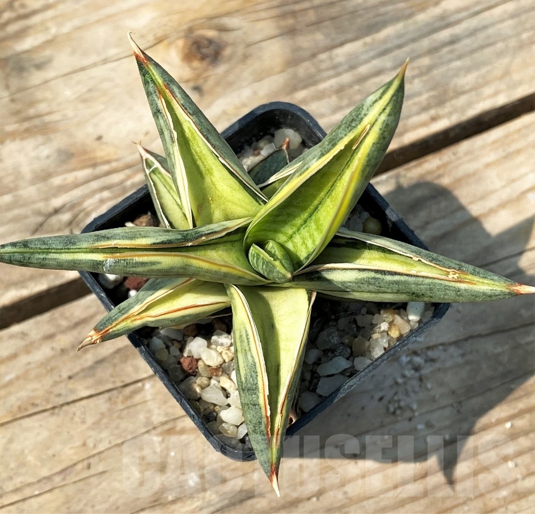 SHPR12798 Sansevieria 'Blue Clone' - Obrázek 4