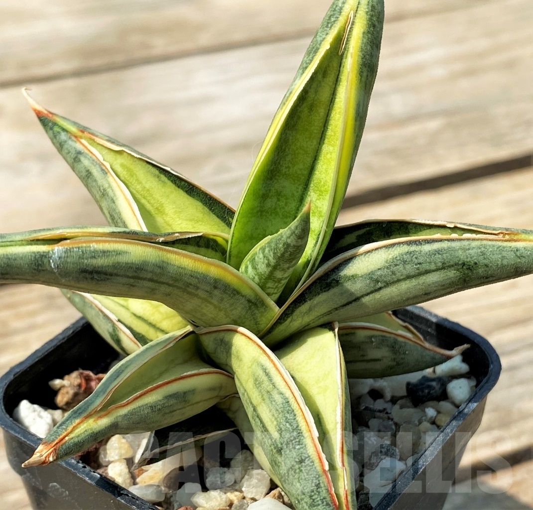 SHPR12798 Sansevieria 'Blue Clone'