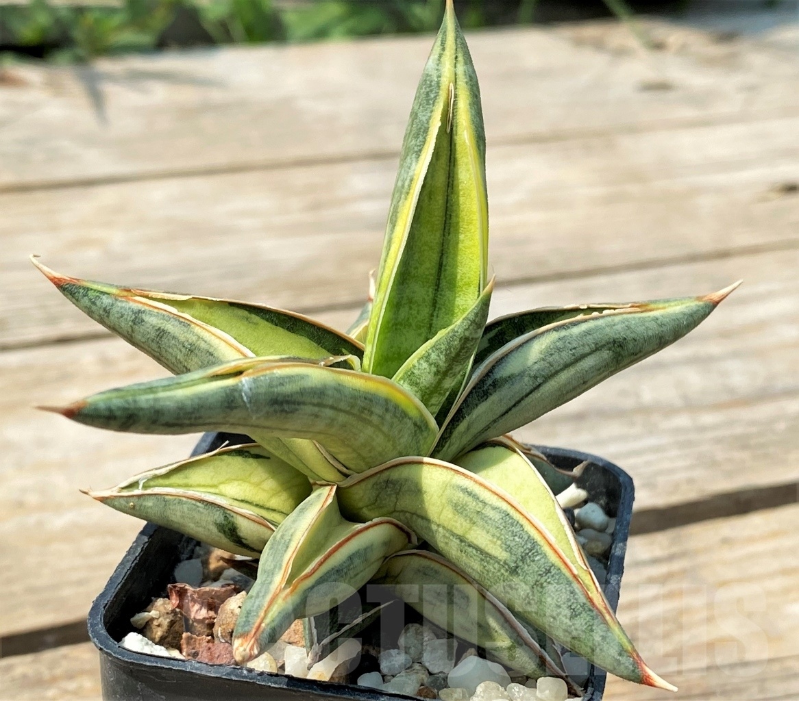 SHPR12798 Sansevieria 'Blue Clone' - Obrázek 2