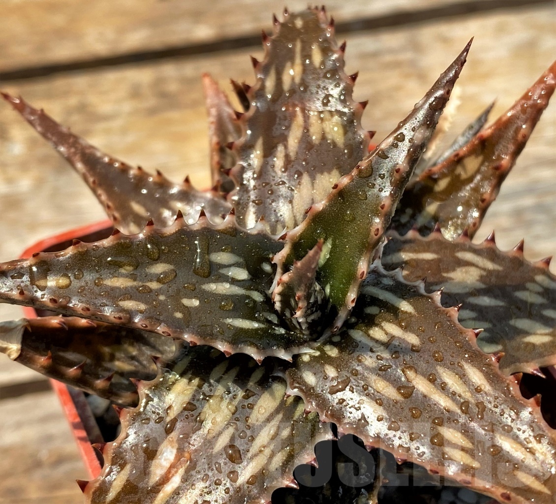 SHPR12819 Aloe jucunda ES 2094