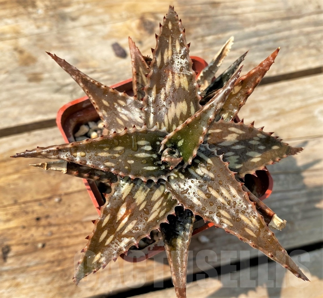 SHPR12819 Aloe jucunda ES 2094 - Image 2