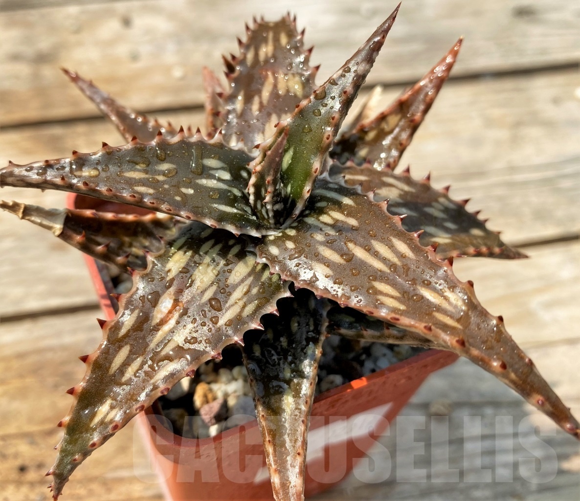 SHPR12819 Aloe jucunda ES 2094 - Image 3