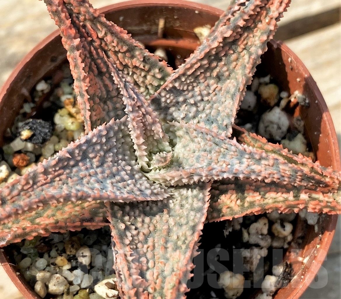 SHPR12820 Aloe hybrid – Image 2