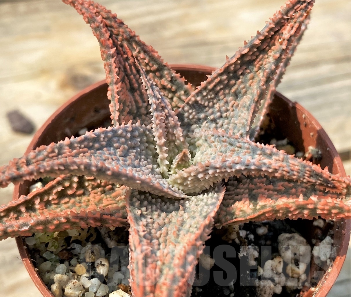 SHPR12820 Aloe hybrid
