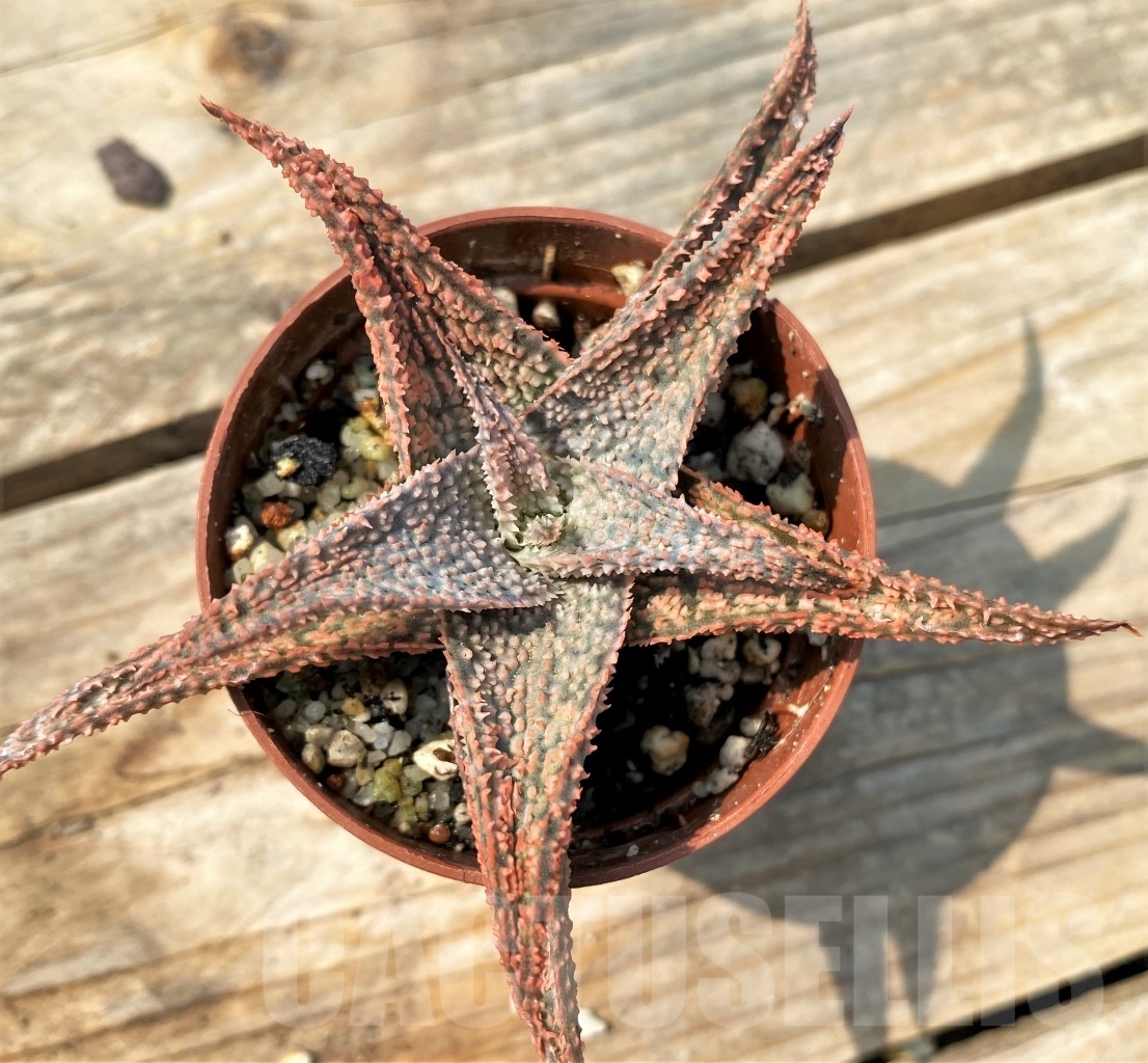 SHPR12820 Aloe hybrid – Image 3