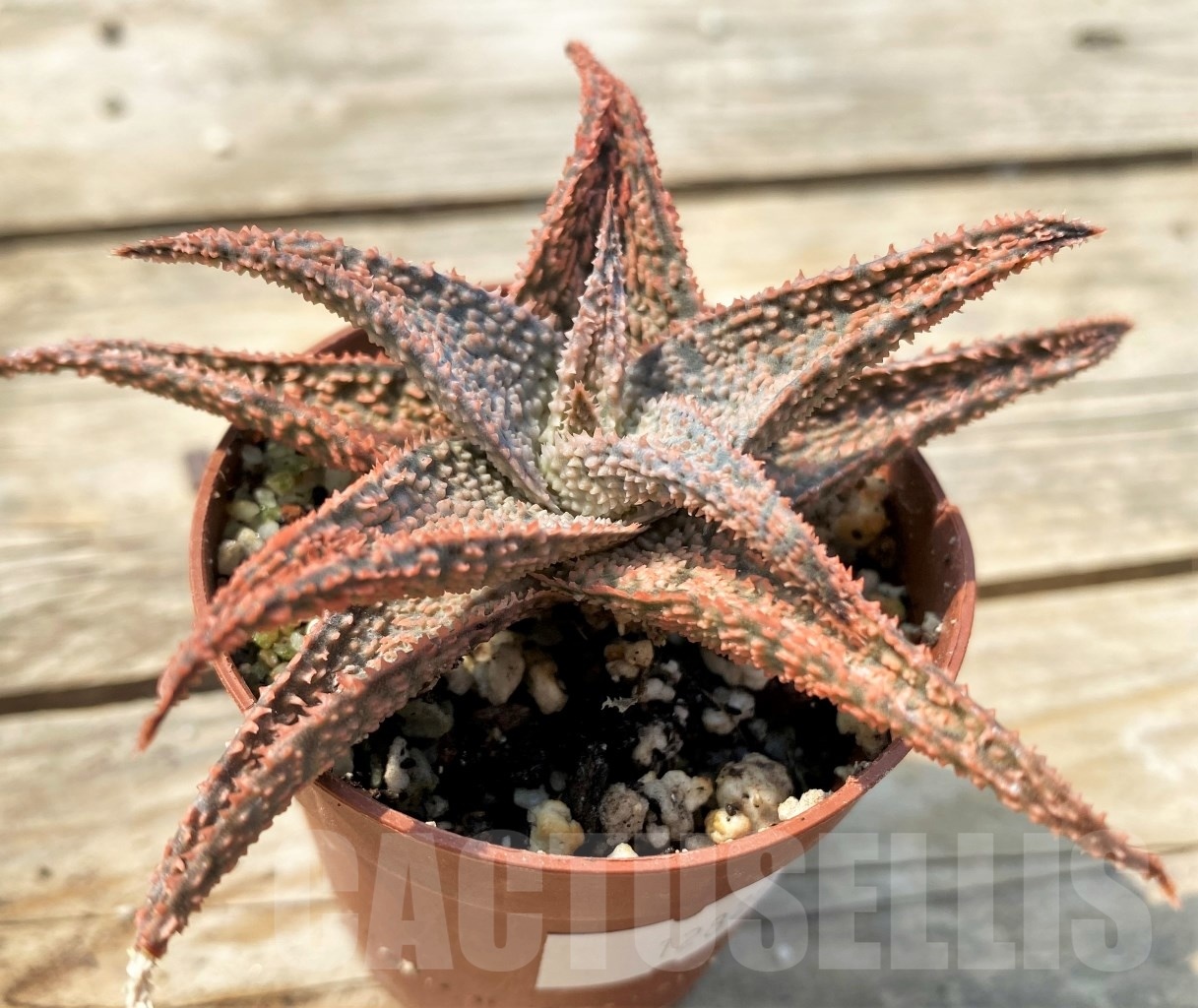 SHPR12820 Aloe hybrid – Image 4