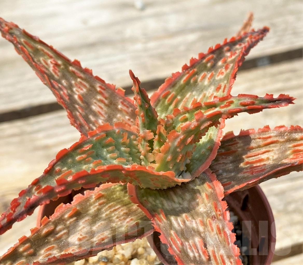 SHPR12822 Aloe hybrid