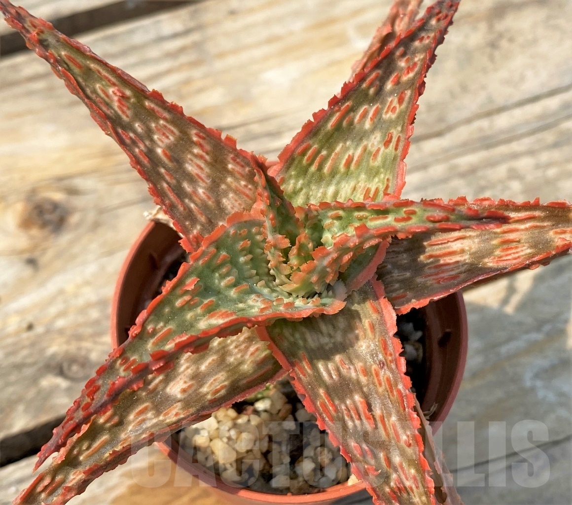 SHPR12822 Aloe hybrid - Imagen 2