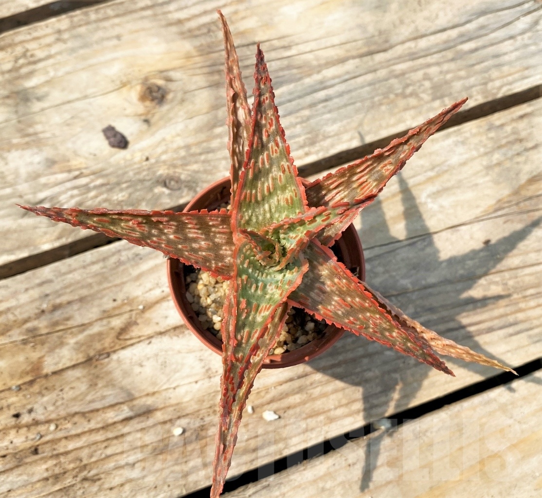 SHPR12822 Aloe hybrid - Imagen 3