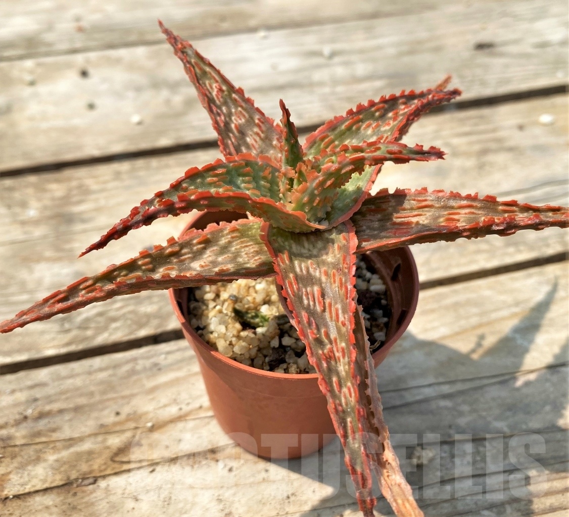 SHPR12822 Aloe hybrid - Imagen 4