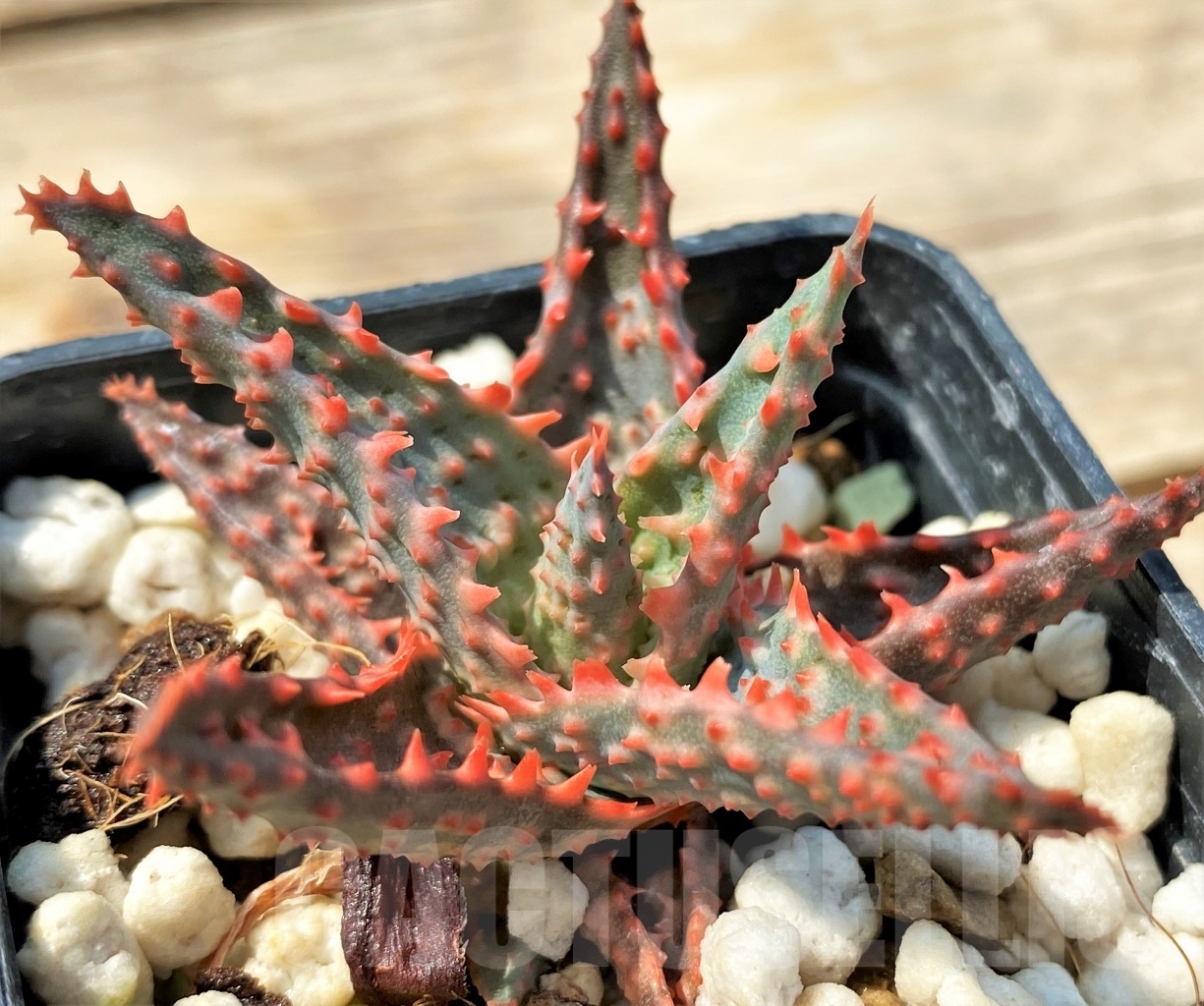 SHPR12824 Aloe hybrid