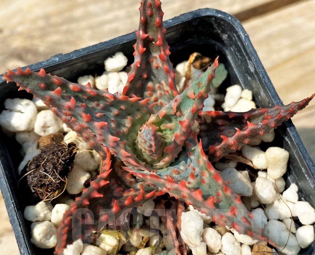 SHPR12824 Aloe hybrid – Image 2