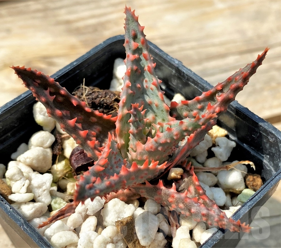 SHPR12824 Aloe hybrid – Image 3