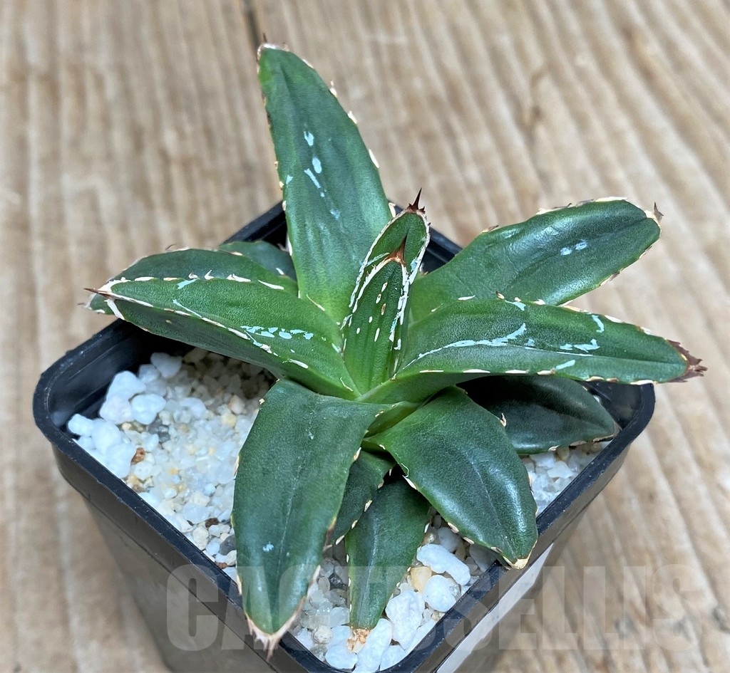 SHPR15619 Agave Victoriae-reginae compact form