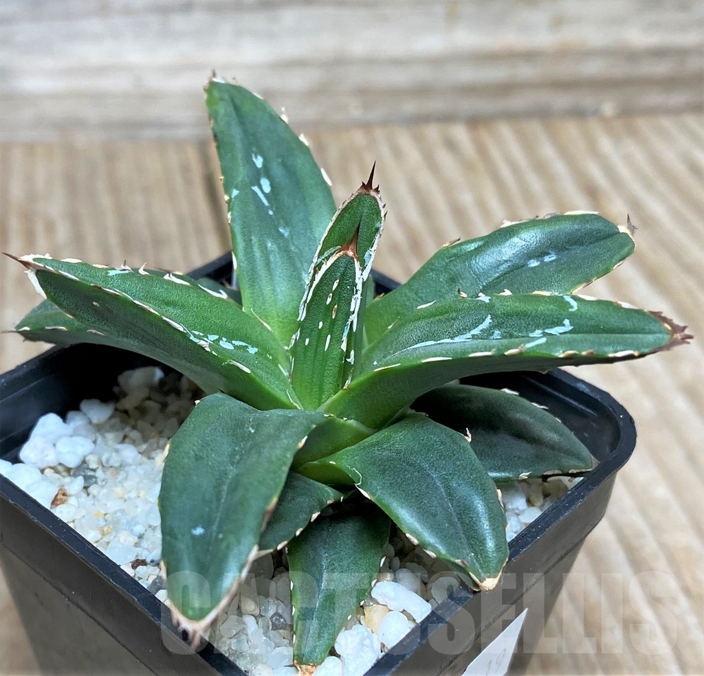 SHPR15619 Agave Victoriae-reginae compact form - Image 2