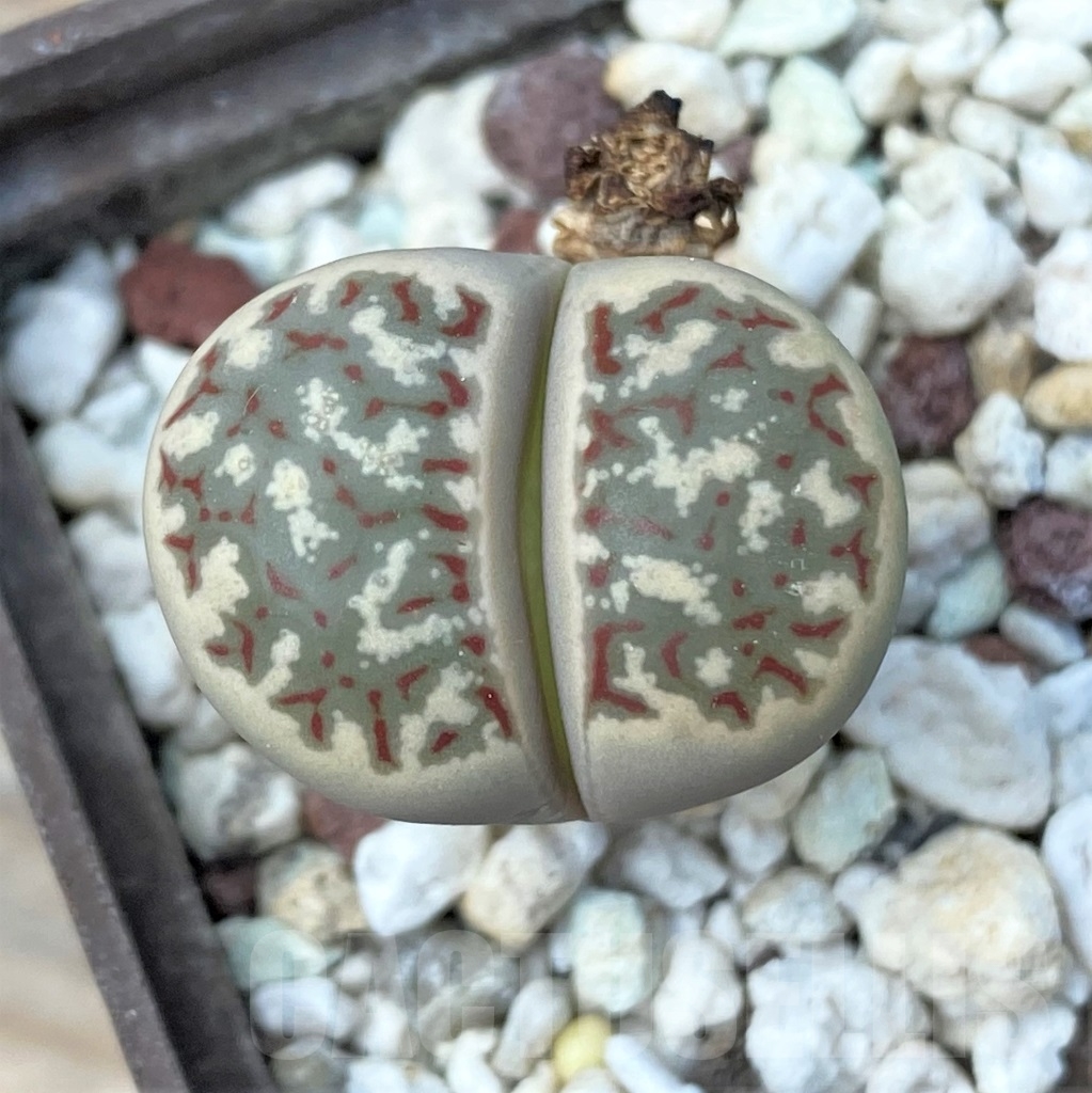 SHPR12864 Lithops dorotheae