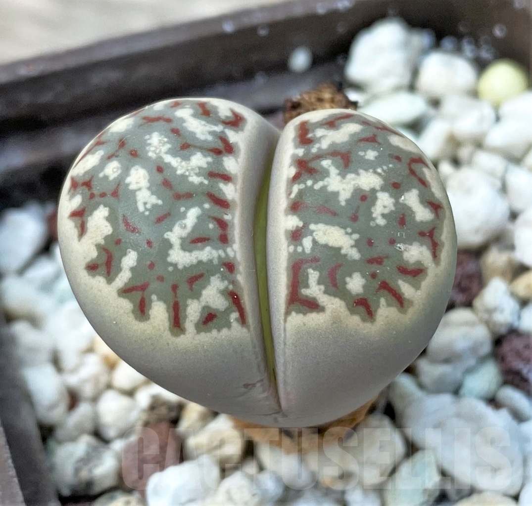 SHPR12864 Lithops dorotheae - immagine 2