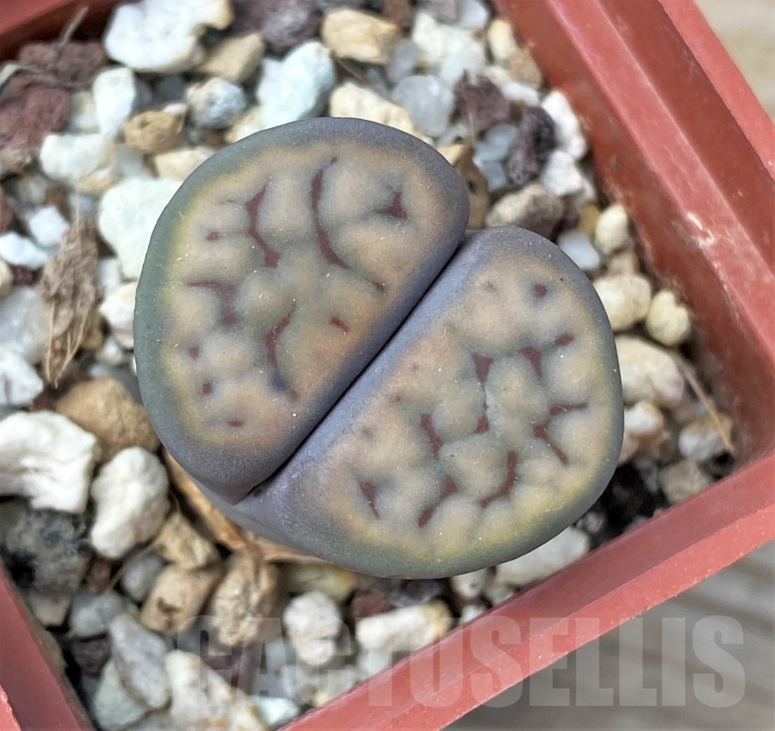 SHPR12865 Lithops schwantesii C182