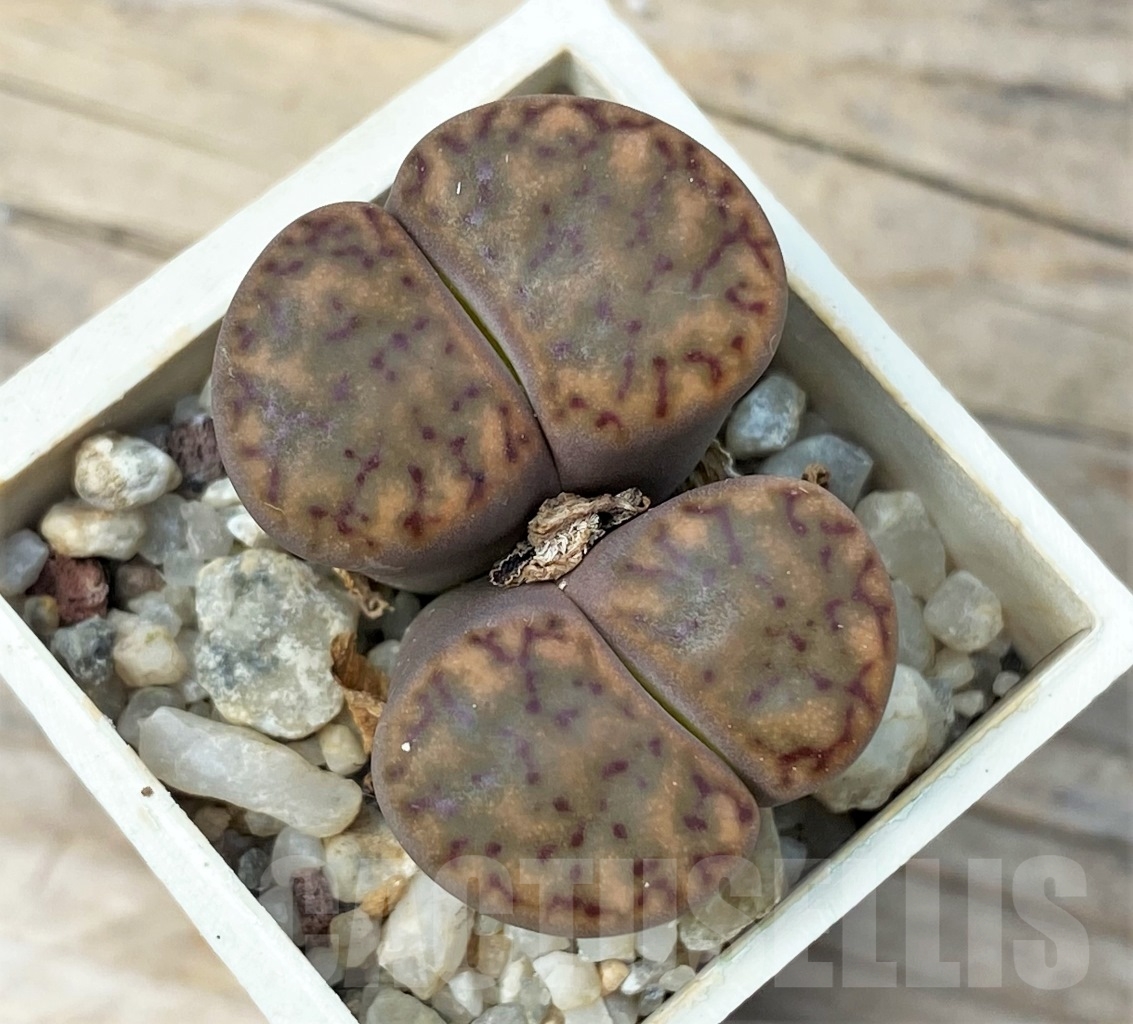 SHPR12866 Lithops insularis