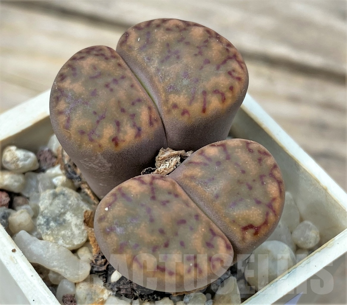 SHPR12866 Lithops insularis - 画像 (2)