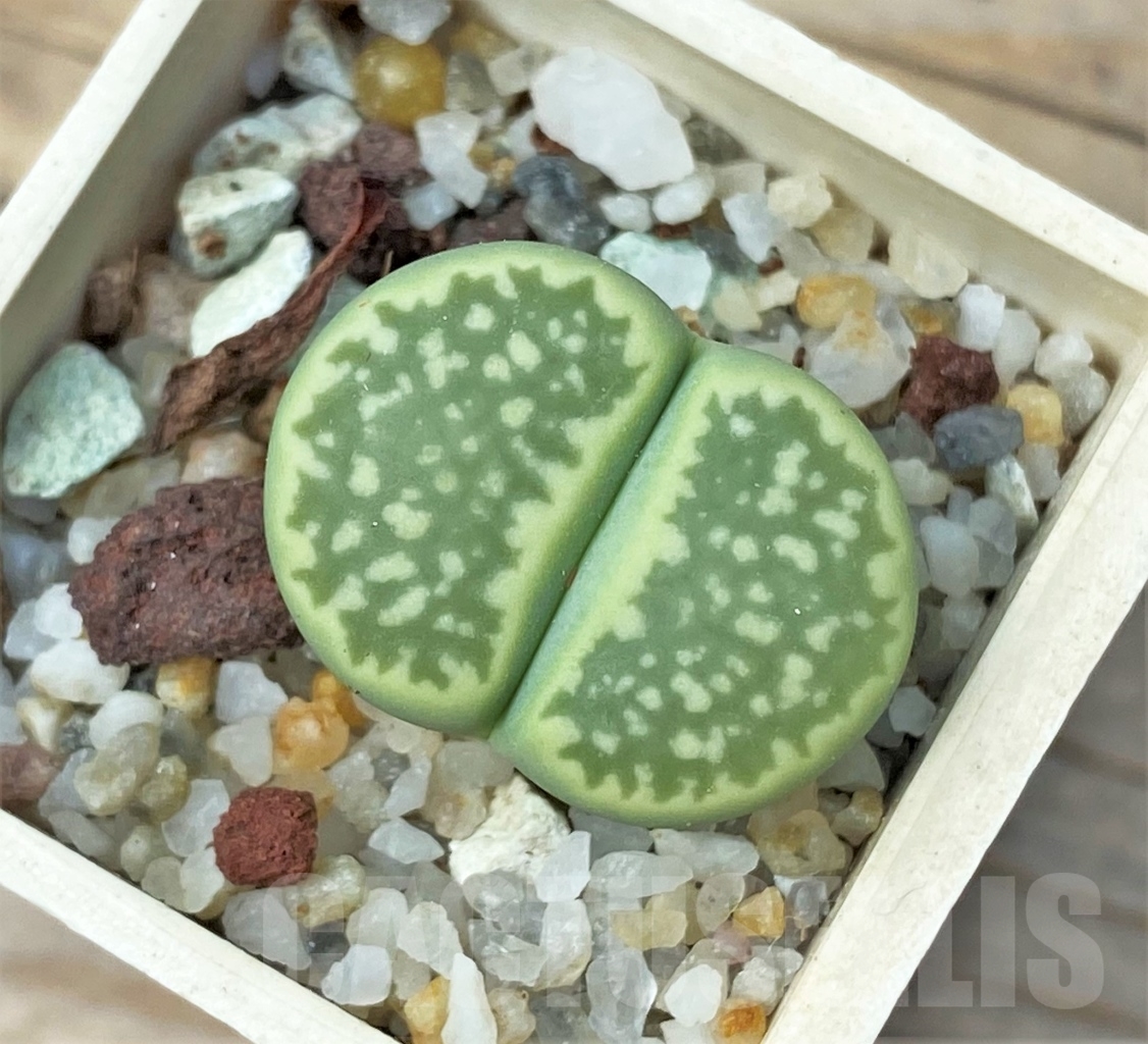 SHPR12867 Lithops salicola 'Malachite' C 135A