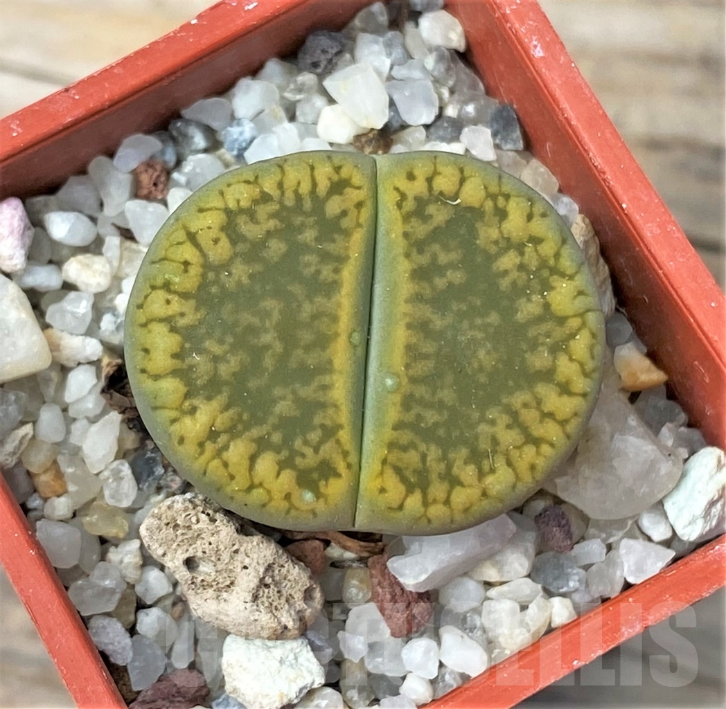 SHPR12868 Lithops aucampiae 'Jackson's Jade'