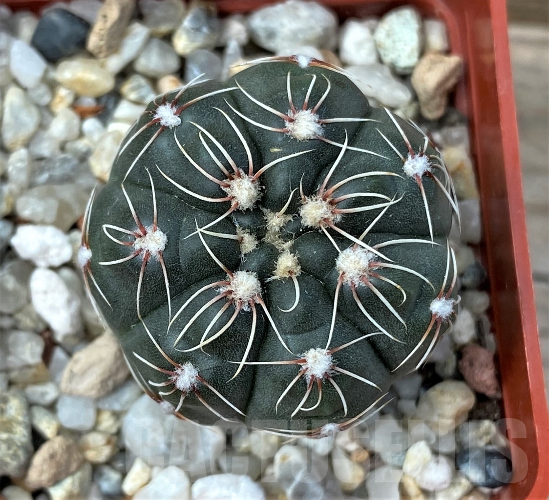 SHPR12876 Gymnocalycium amerhauseri STO 229
