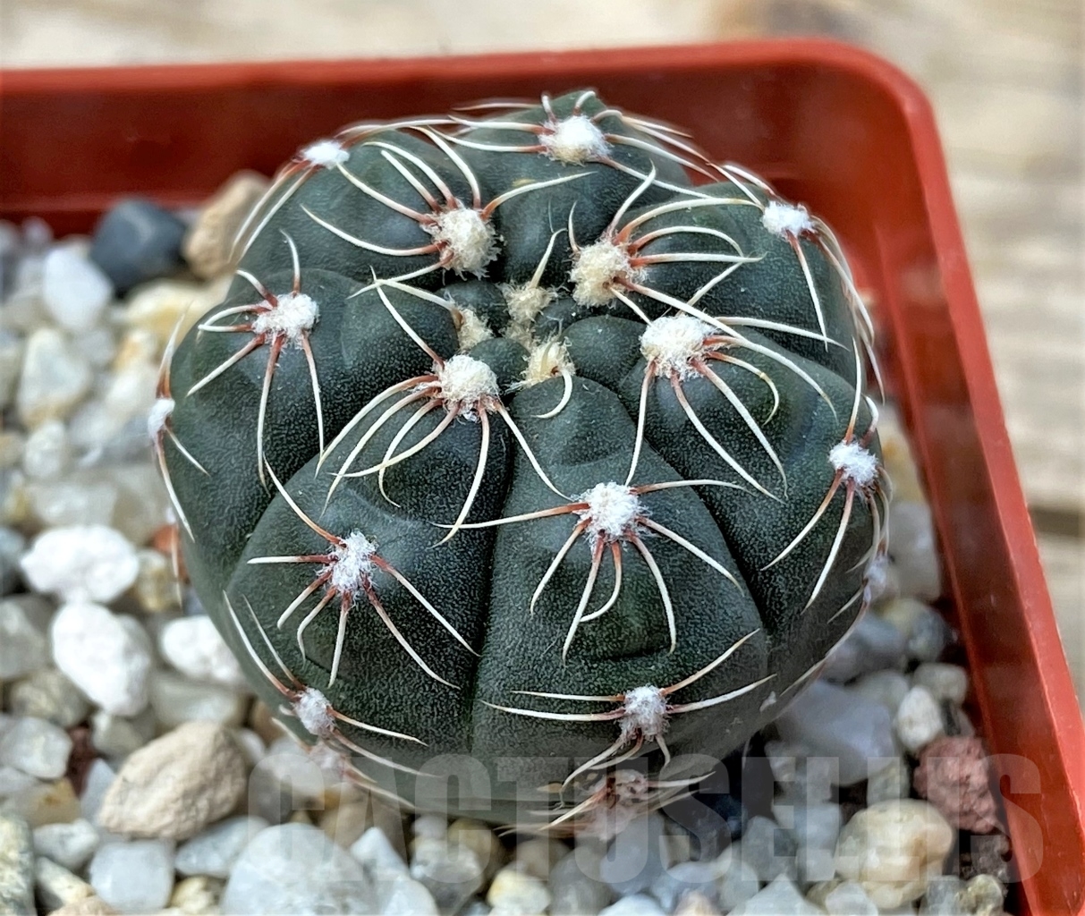 SHPR12876 Gymnocalycium amerhauseri STO 229 - Image 2