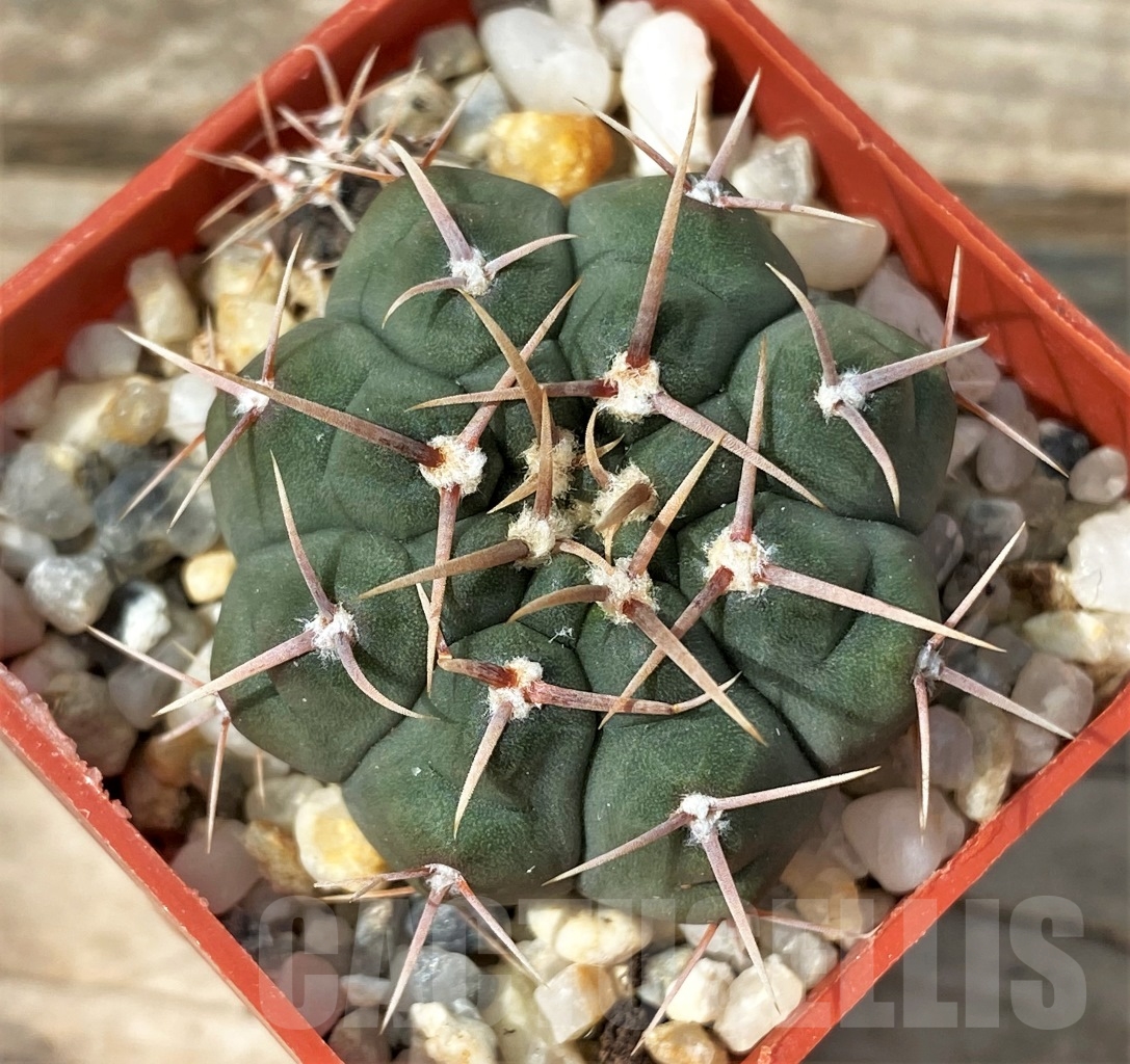 SHPR12878 Gymnocalycium vatteri - Image 2