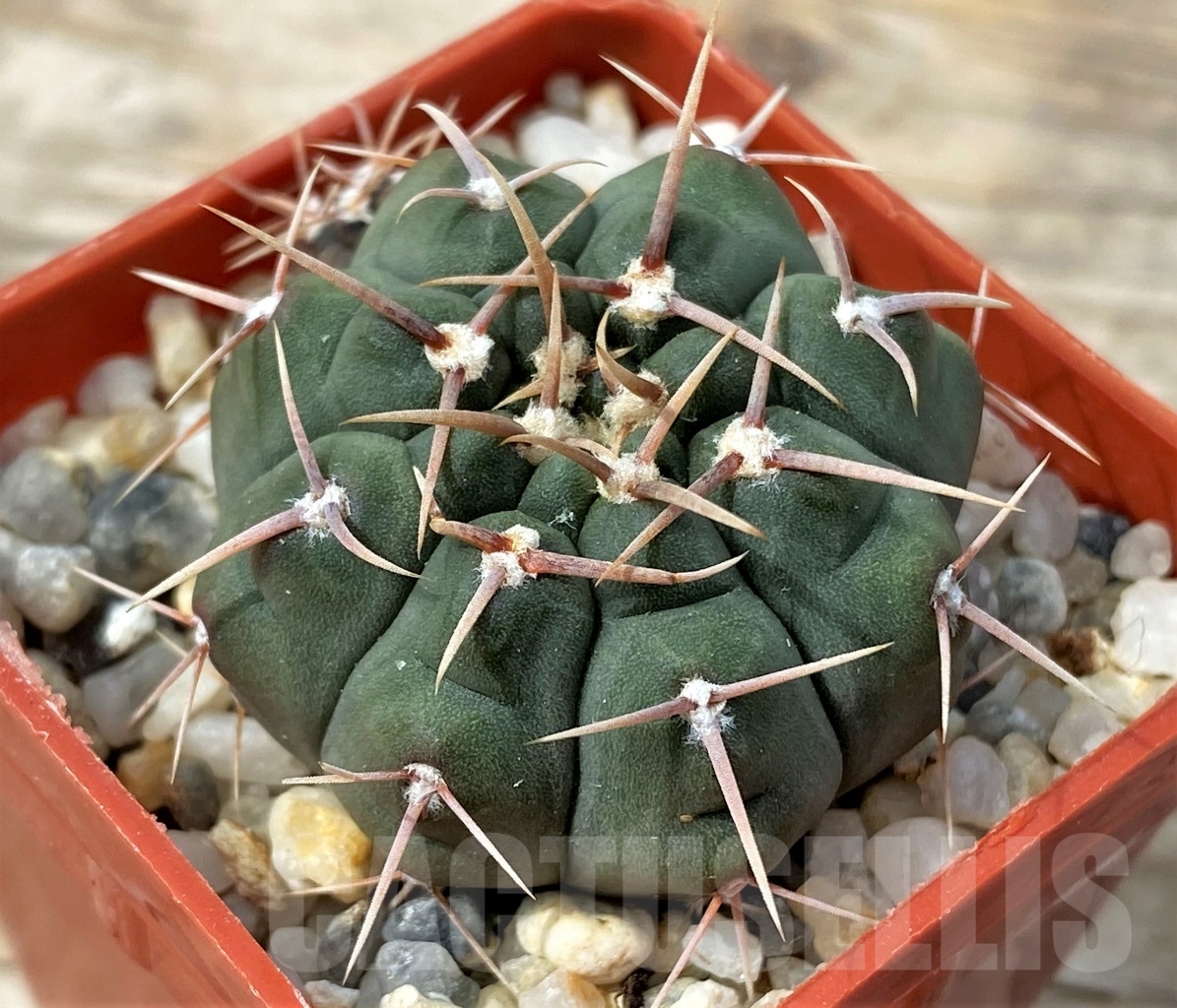 SHPR12878 Gymnocalycium vatteri