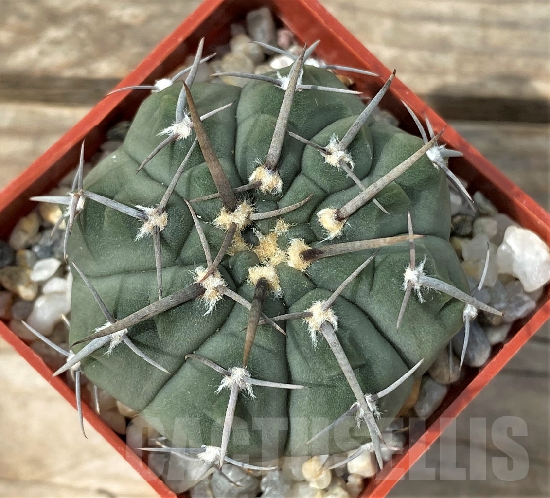 SHPR12879 Gymnocalycium vatteri - Image 2
