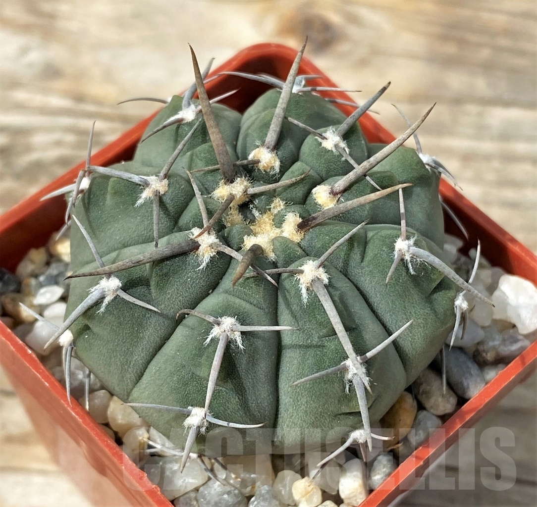 SHPR12879 Gymnocalycium vatteri