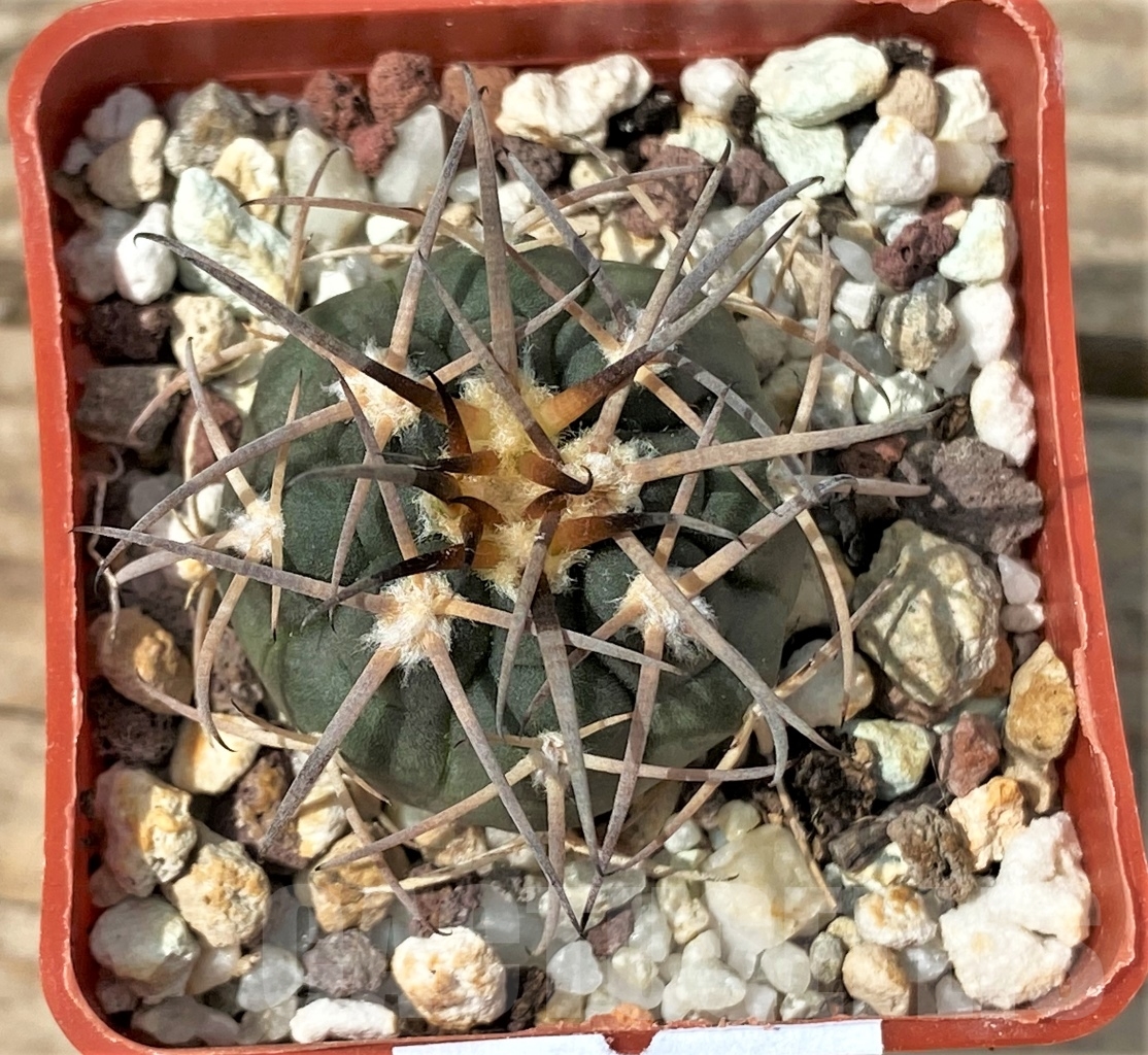 SHPR12883 Gymnocalycium spegazzinii TOM 314/1 - Imagen 2