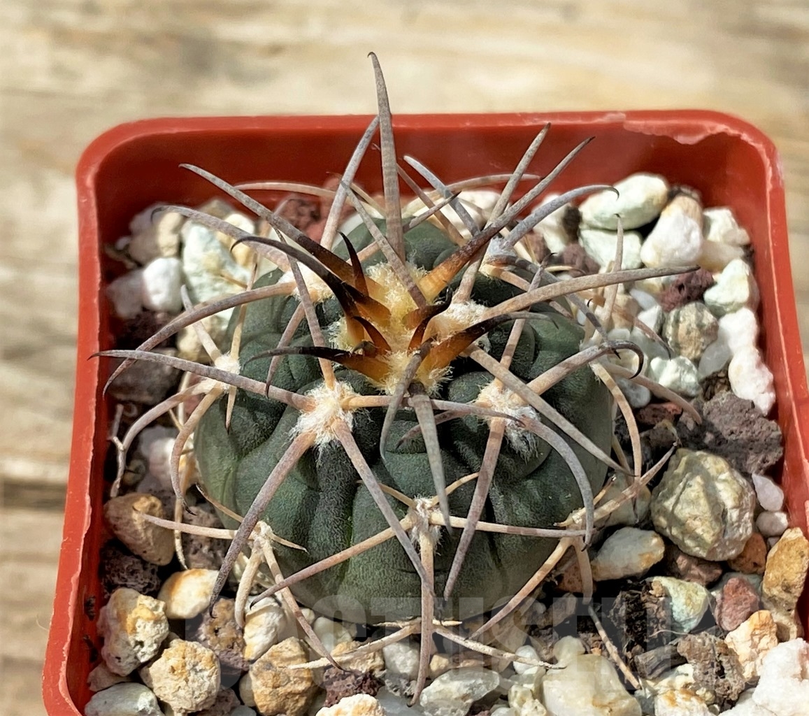 SHPR12883 Gymnocalycium spegazzinii TOM 314/1