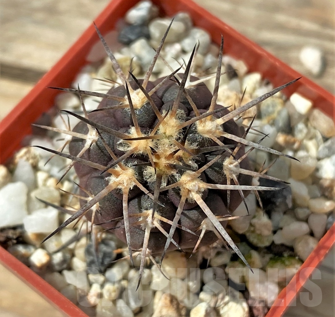 SHPR12889 Gymnocalycium spegazzinii v. major VS 107 - Image 2