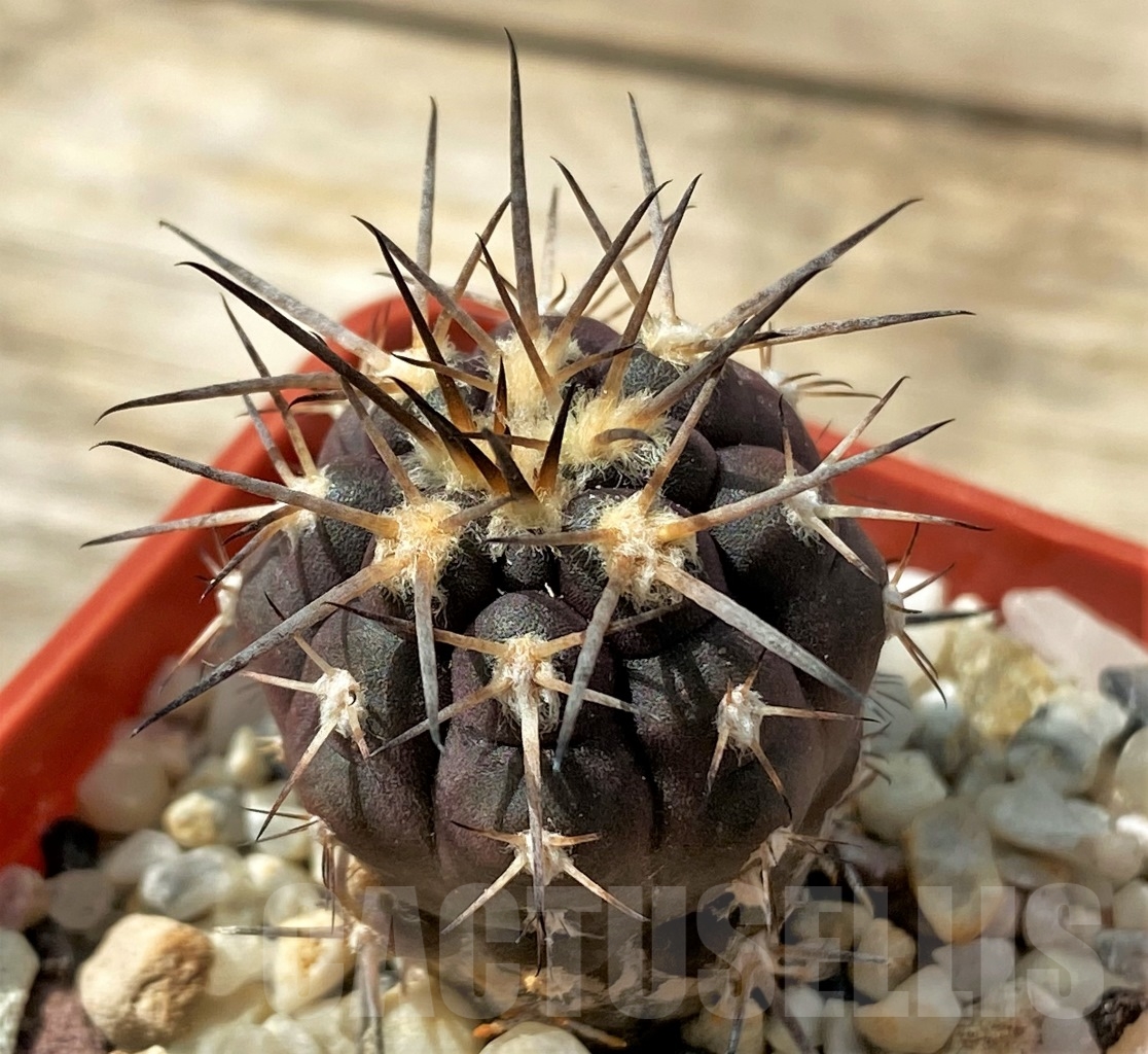 SHPR12889 Gymnocalycium spegazzinii v. major VS 107