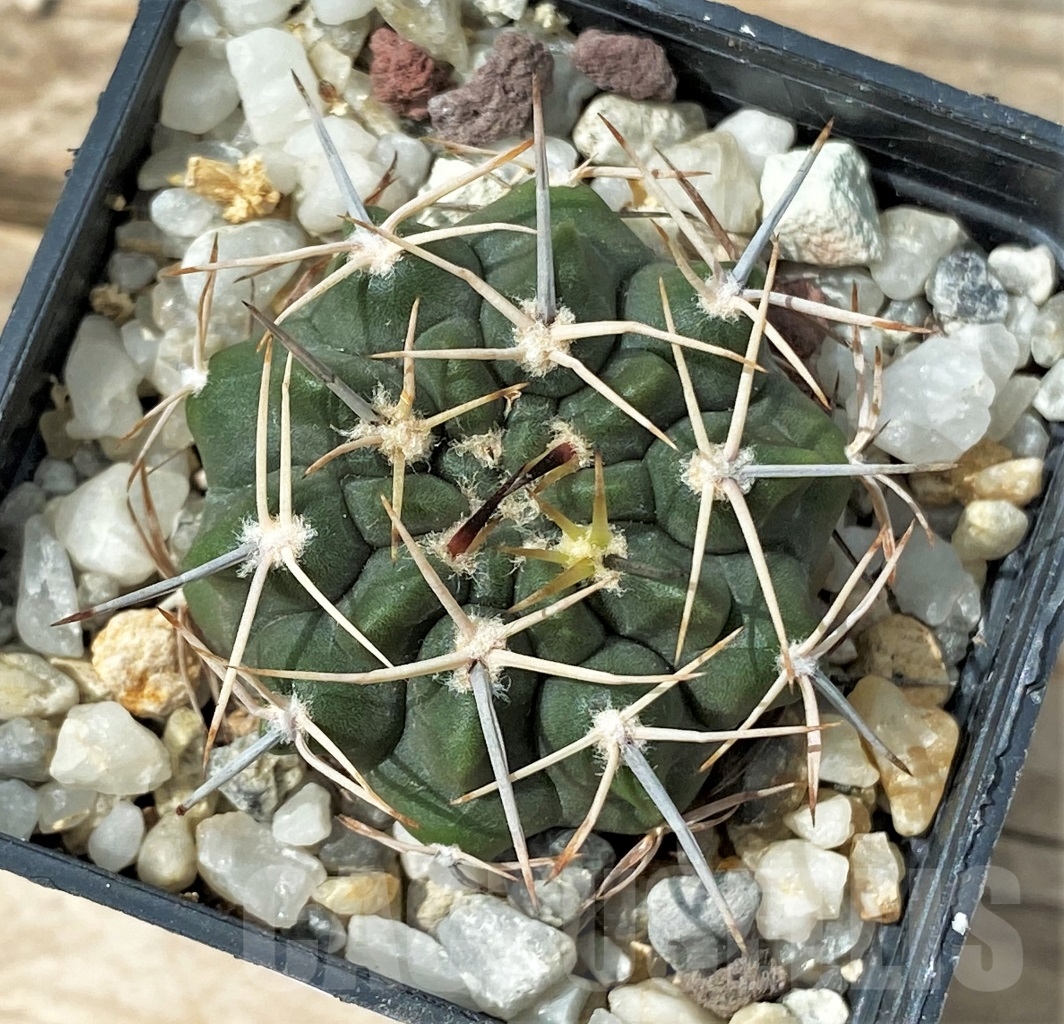 SHPR12893 Gymnocalycium bicolor v. simplex - Image 2