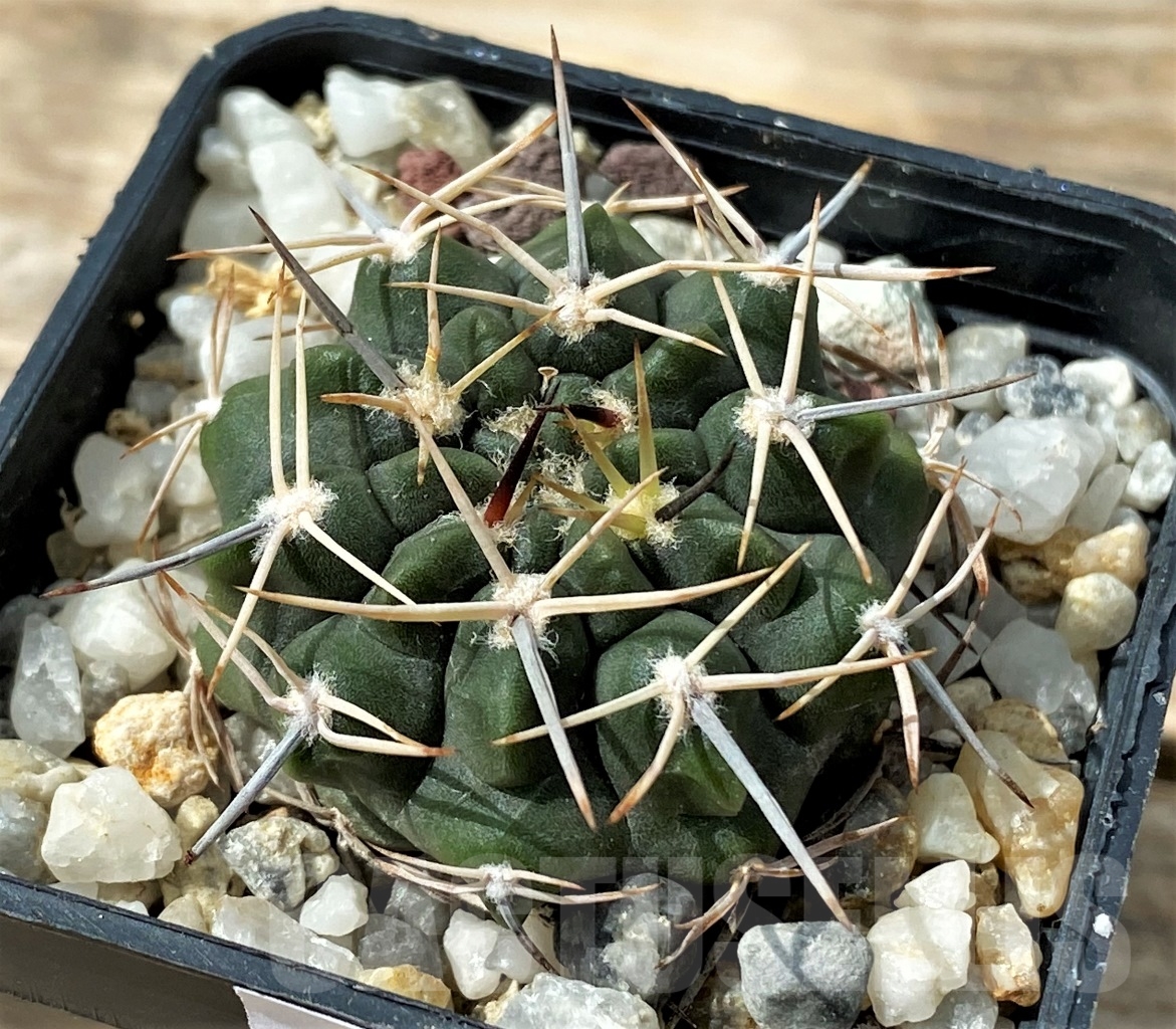SHPR12893 Gymnocalycium bicolor v. simplex