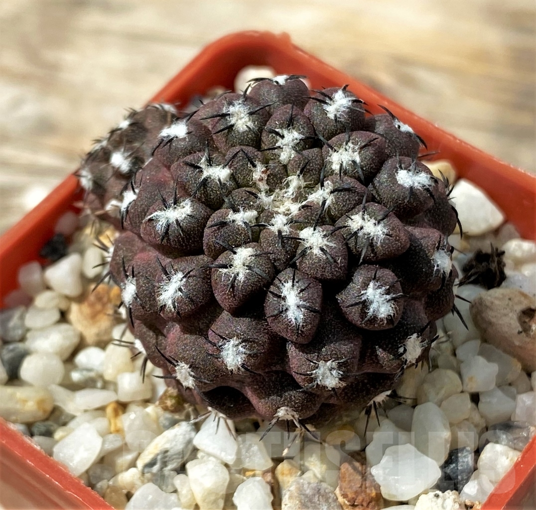 SHPR12895 Thelocephala malleolata WM 013 - Image 2