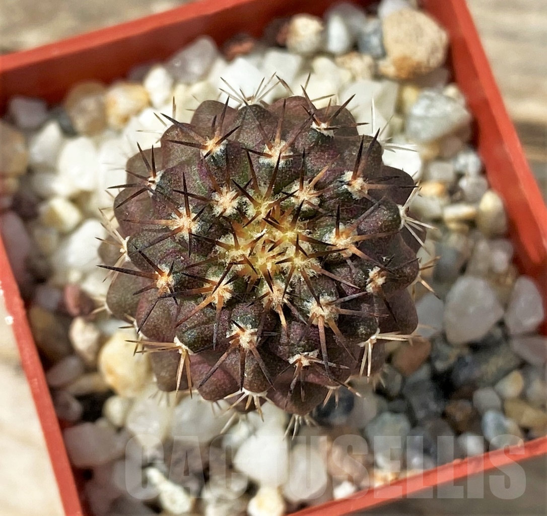 SHPR12896 Copiapoa goldii PV 2172, ex MG 84.808
