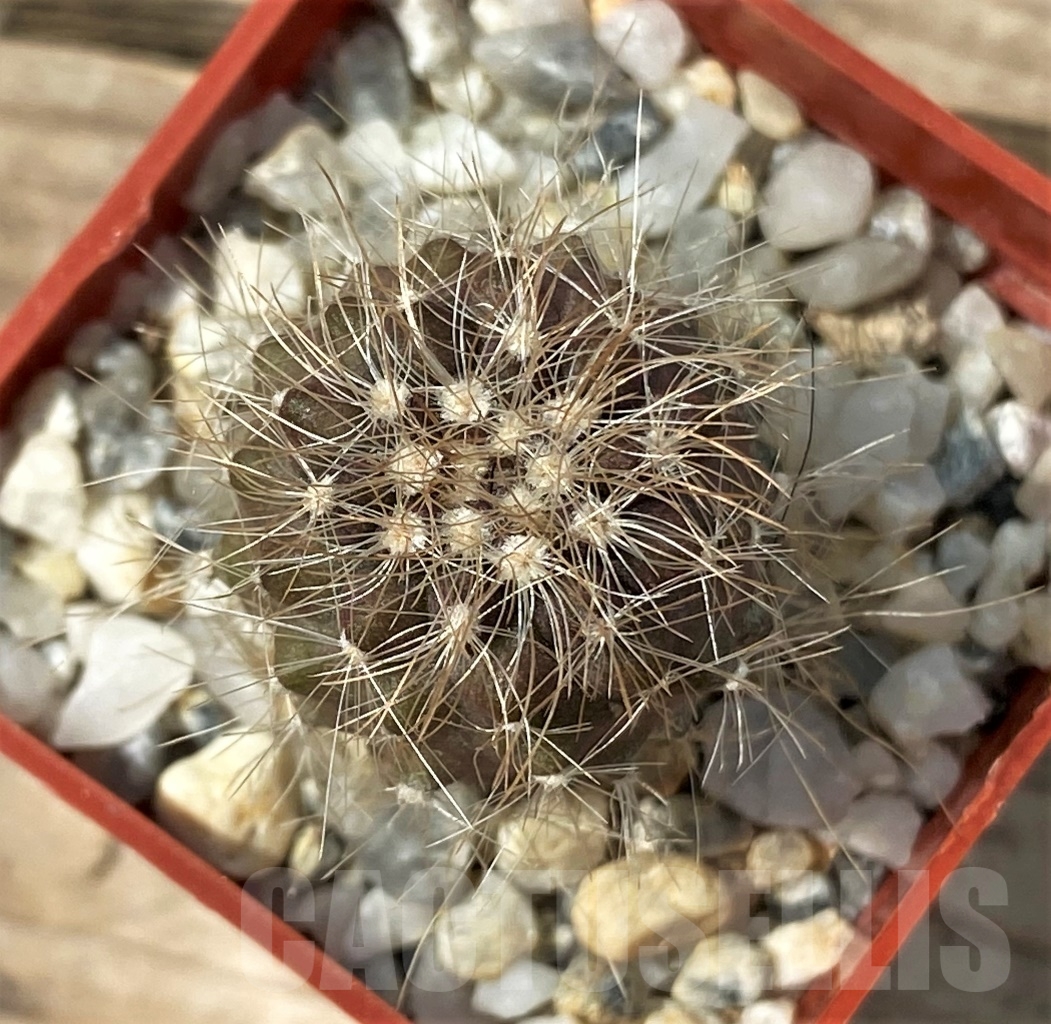 SHPR12897 Copiapoa krainziana PV 2151 -San Ramos, 670km- ex MG 85.7041