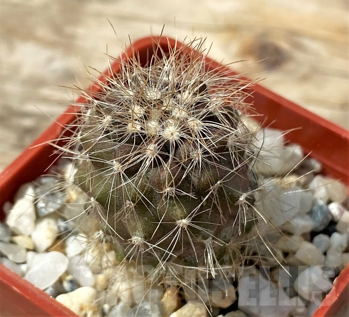 SHPR12897 Copiapoa krainziana PV 2151 -San Ramos, 670km- ex MG 85.7041 - Image 2