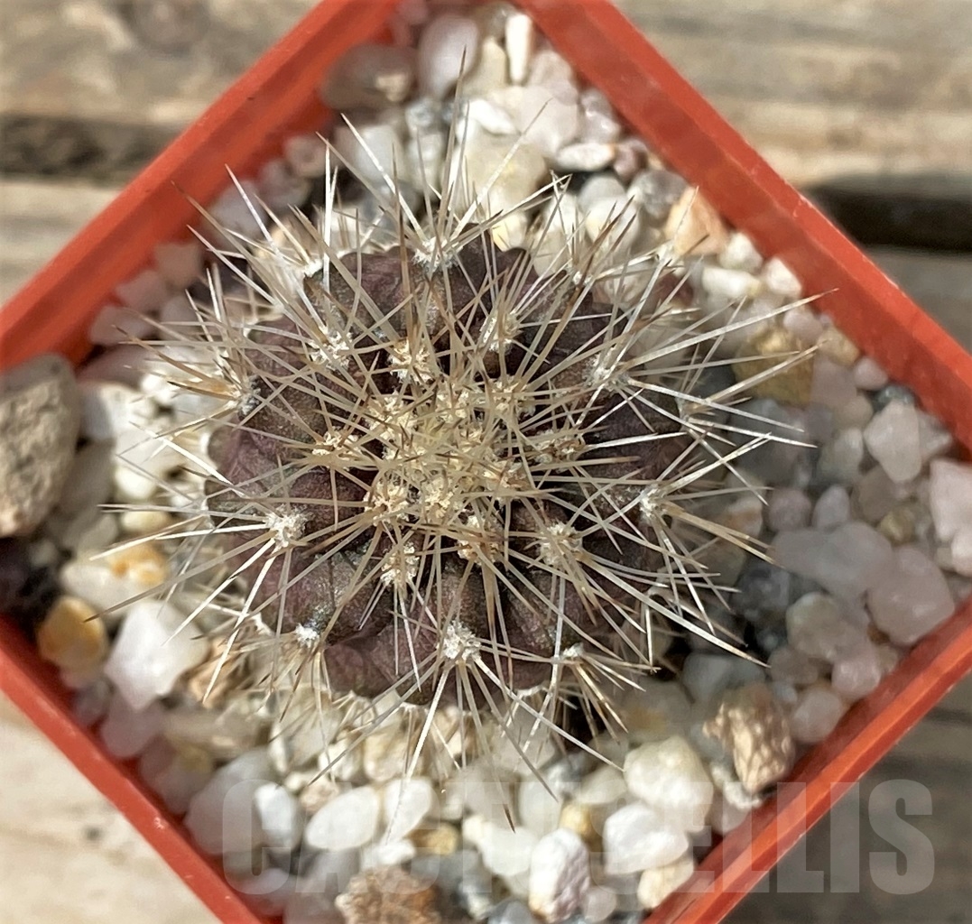 SHPR12898 Copiapoa krainziana PV 2151 -San Ramos, 670km- ex MG 85.7041 - Imagen 2