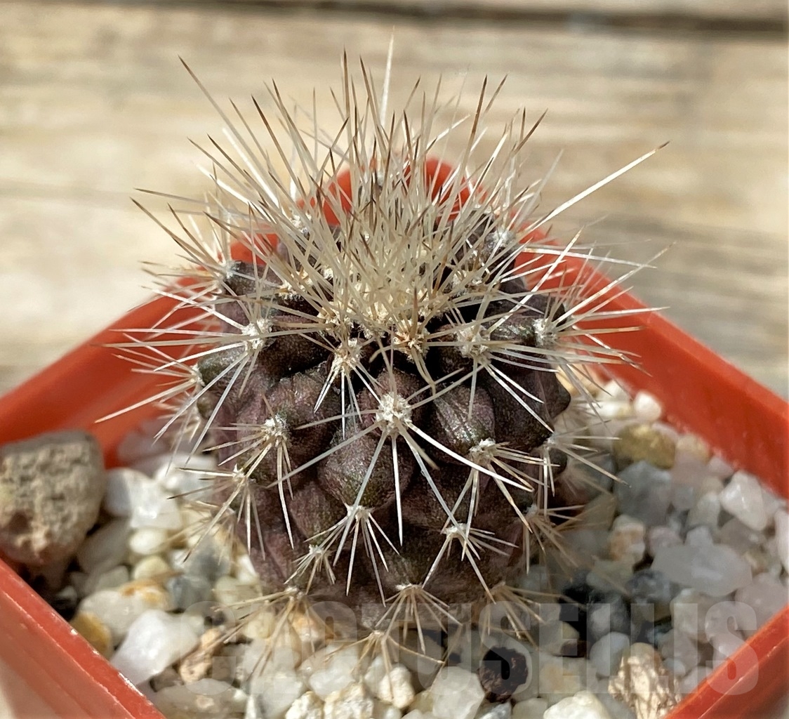 SHPR12898 Copiapoa krainziana PV 2151 -San Ramos, 670km- ex MG 85.7041