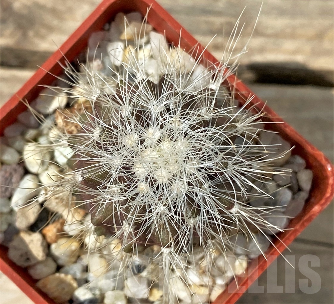 SHPR12899 Copiapoa krainziana PV 2151 -San Ramos, 670km- ex MG 85.7041 - Obrázek 2