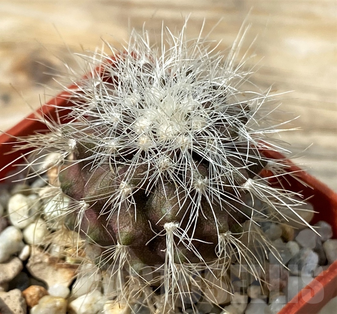 SHPR12899 Copiapoa krainziana PV 2151 -San Ramos, 670km- ex MG 85.7041