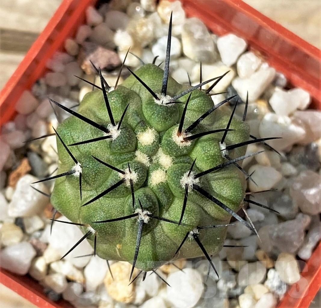 SHPR12900 Copiapoa dealbata