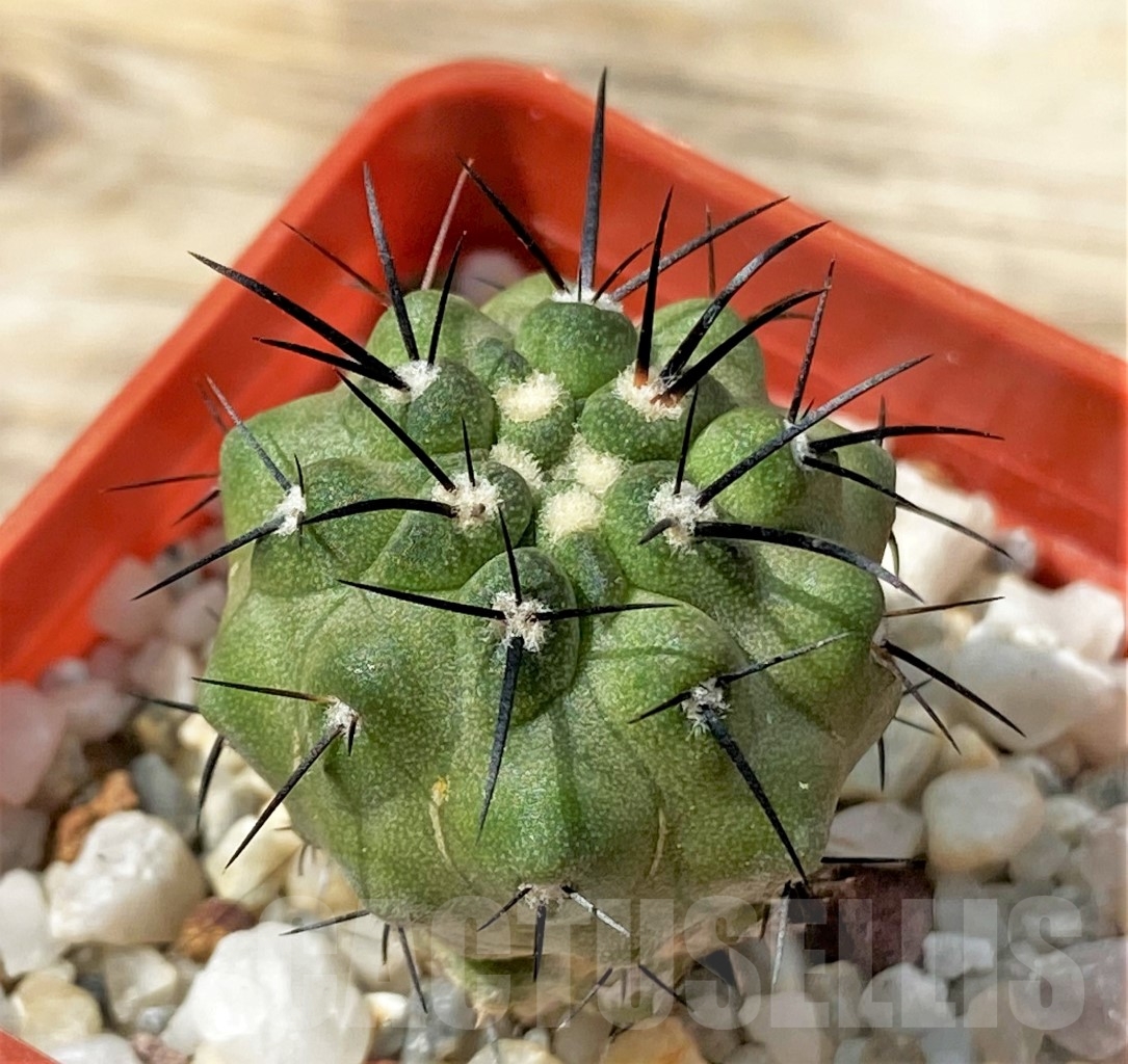 SHPR12900 Copiapoa dealbata - Obrázek 2