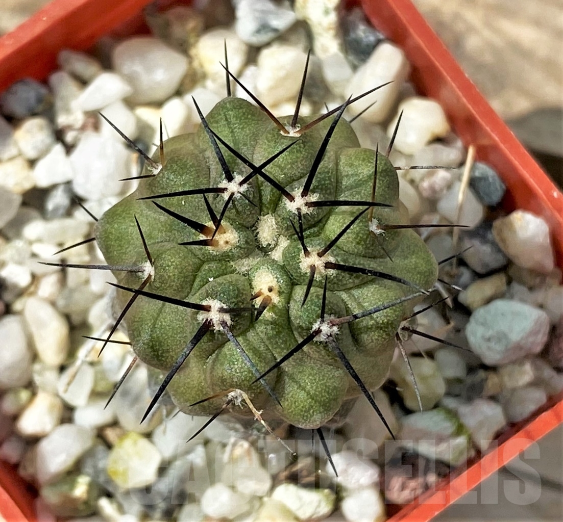 SHPR12901 Copiapoa dealbata